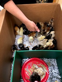 First Grade Classes Hatch Baby Chicks through 4-H in the Classroom